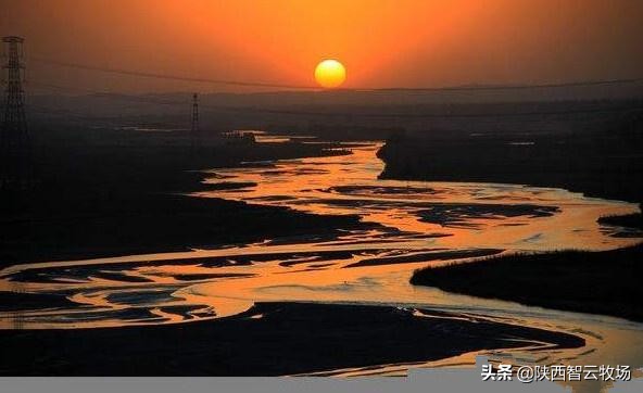 智慧牧业|朱合作:谜语之树