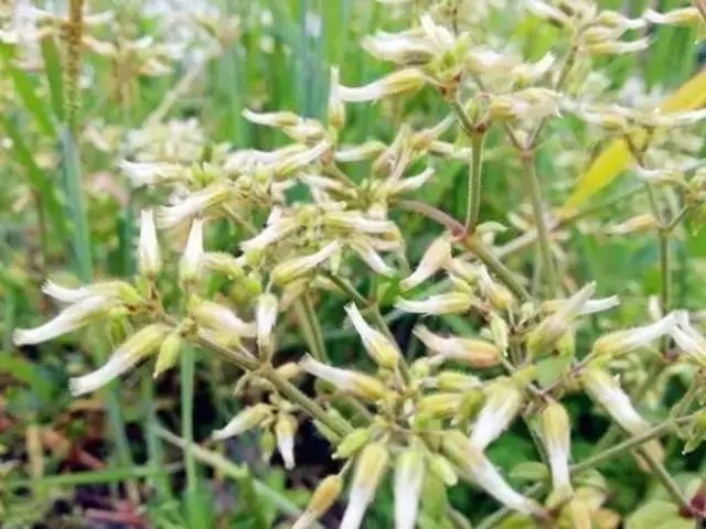 农村常见野花野草,这些野菜农村随处见