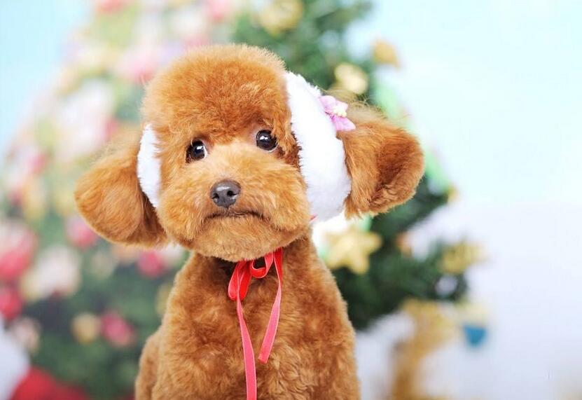 泰迪犬的优点和缺点有哪些,巨型泰迪犬有什么优点和缺点