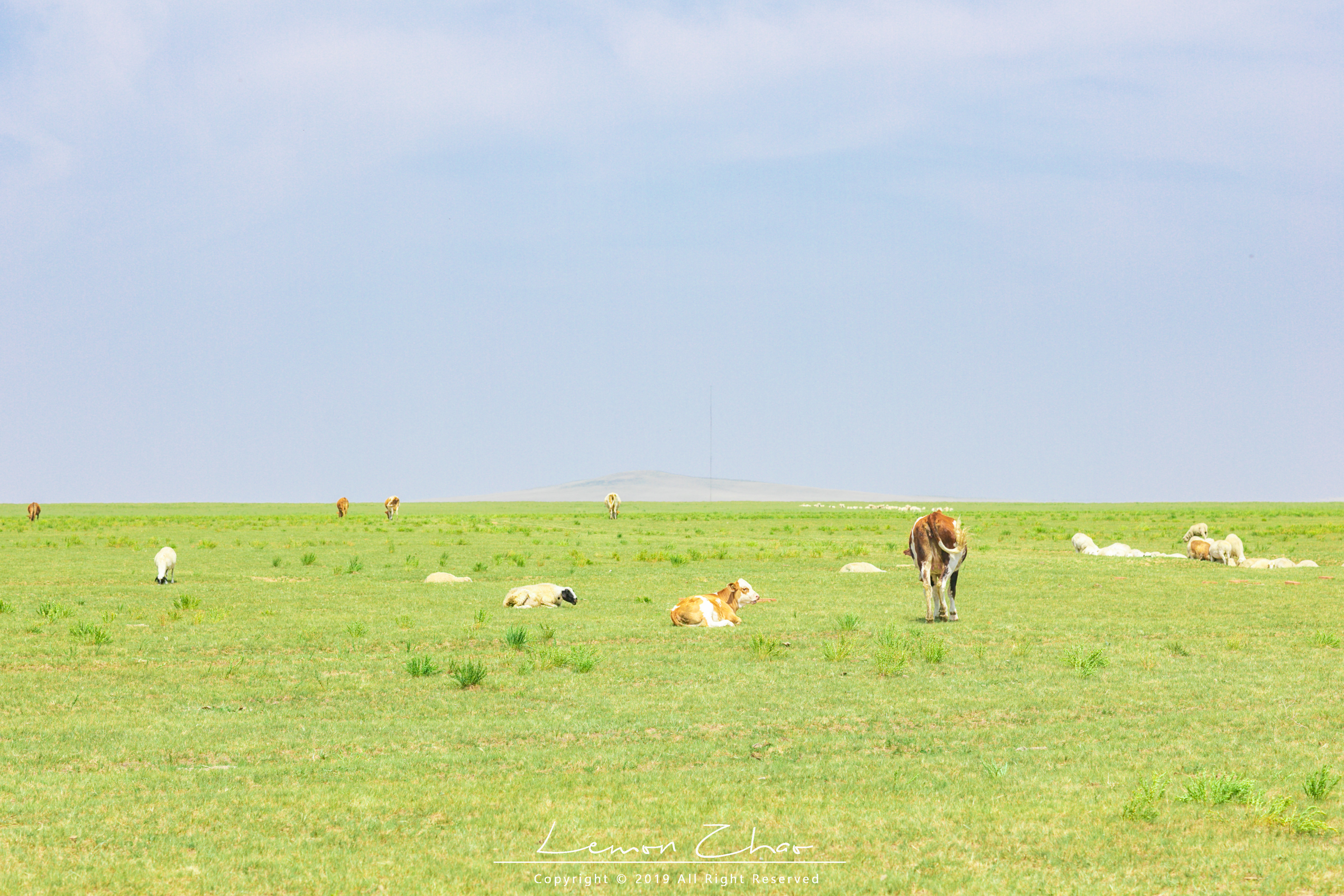 南方人内蒙古骑马体验,南方游客偶遇内蒙古牧民