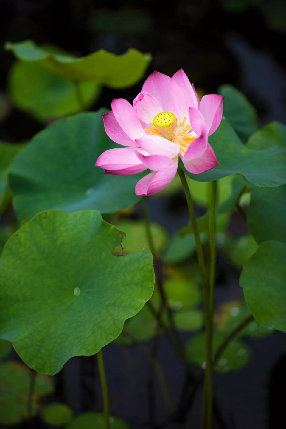 人民币花卉图案分别是什么花,19年第五版人民币花卉