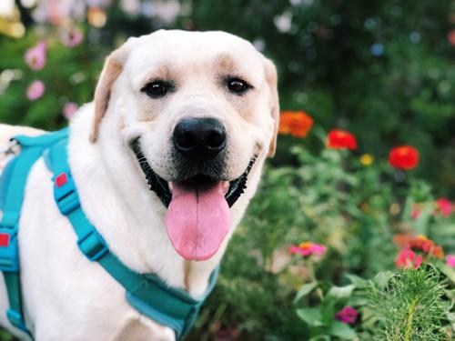 拉布拉多禁止饲养么,养拉布拉多用放笼子么