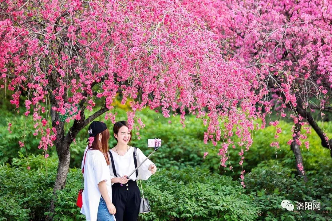 洛阳牡丹花会邀请,洛阳邀请全世界人民看牡丹