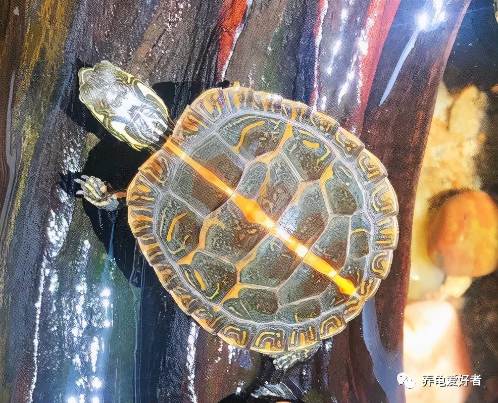 腐皮的乌龟怎么过冬,广东乌龟过冬腐皮