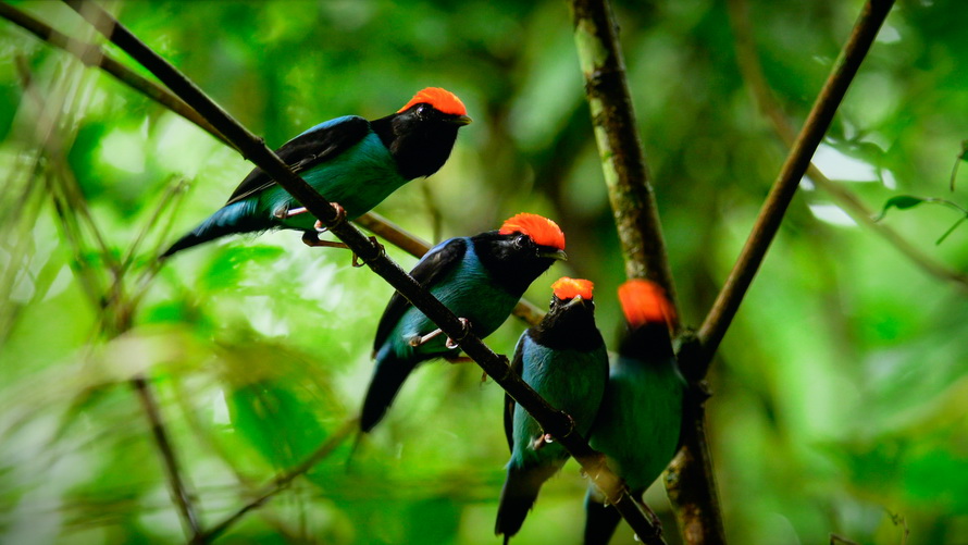 创维酷开p50pro和海信e3f哪个好,创维酷开p5065寸价格