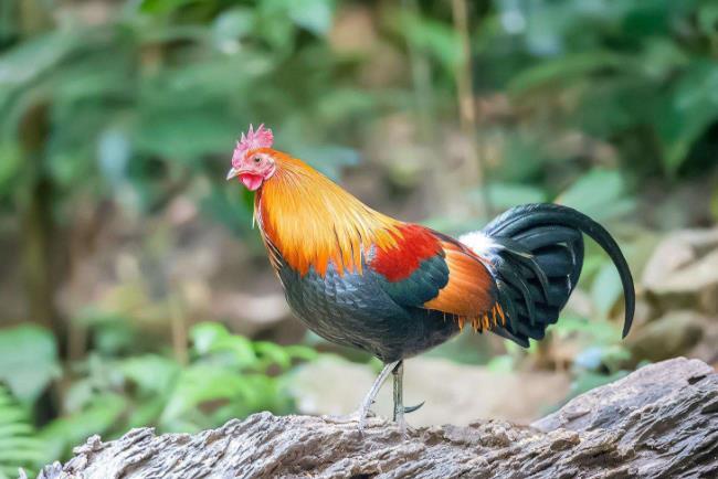 高清童年常见飞禽篇(值得珍藏)