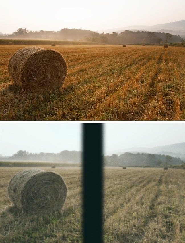 动物世界视力最好的动物,动物界中哪种动物视力最好