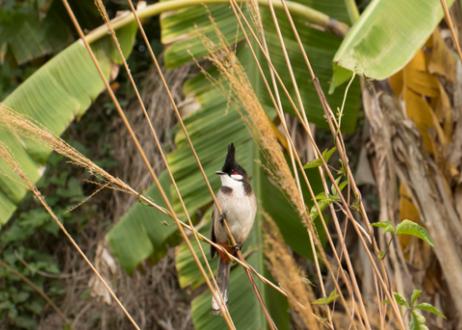 深圳原始登山道视频,深圳首个手工木栈道