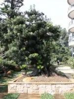 价值千万的盆景都有什么 (1000万元以上映山红盆景)