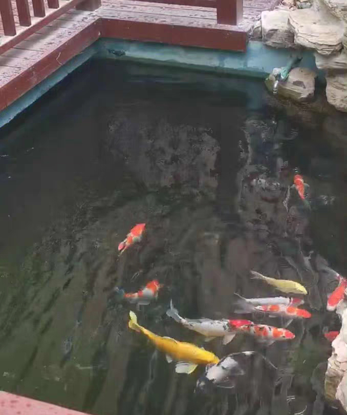 锦鲤不用加温怎么预防白点病,锦鲤水霉病和白点病怎么区别