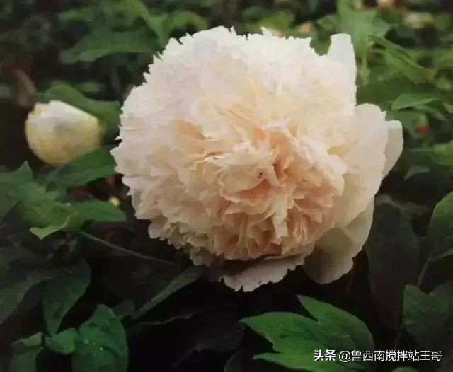 牡丹十大品种九大花系,牡丹进口品种图片及名称