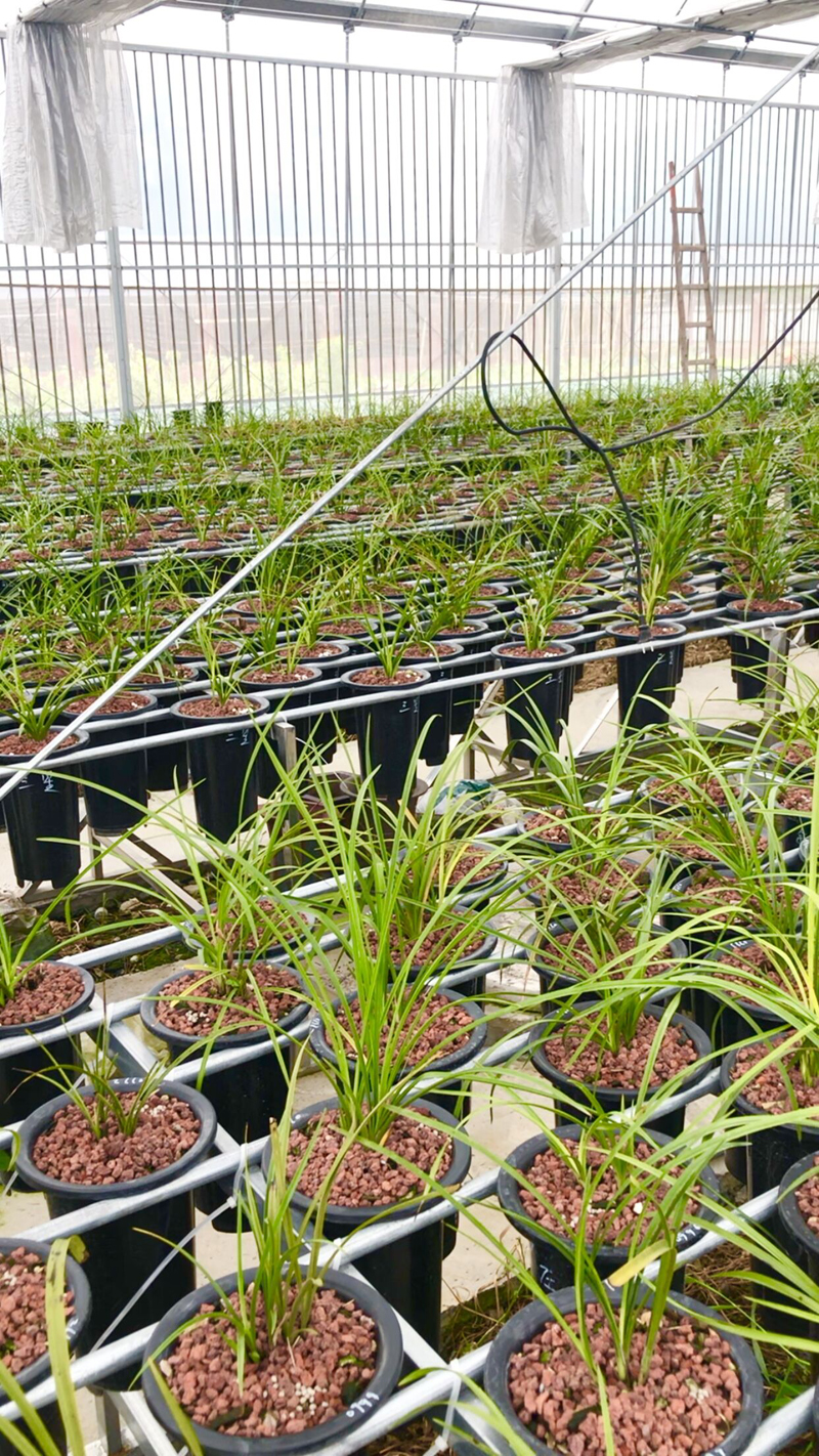 今年兰花价格下跌的原因,野生兰花为什么那么贵