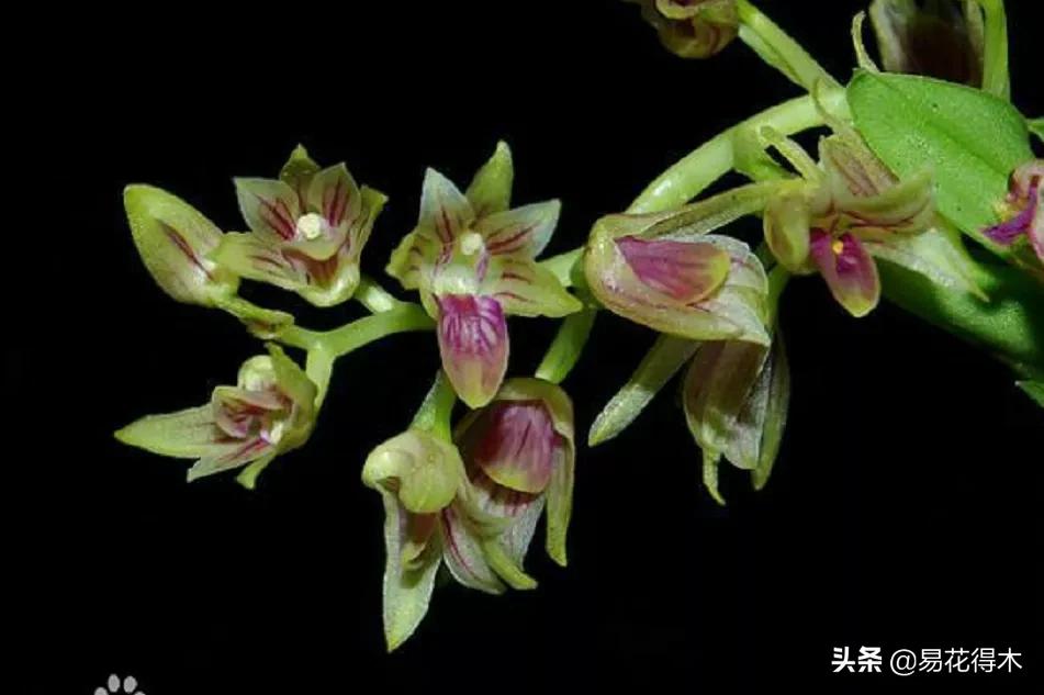 石斛分类小知识,石斛多少种哪一种比较好