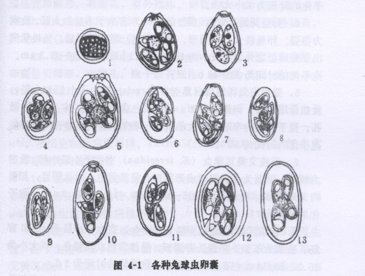 动物吃自己粪便原因,为什么动物吃掉粪便