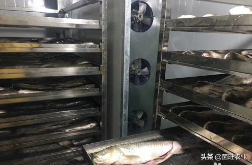 猫吃的烤箱小鱼干烘干的正确方法,淡水小鱼干自然晾干和烘干的区别