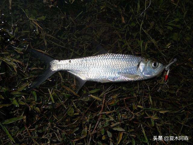 大眼海鲢为啥不好吃,海鲢为什么难钓