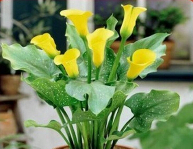 彩色马蹄莲怎么养爱开花图片,彩色马蹄莲夏季的养殖方法