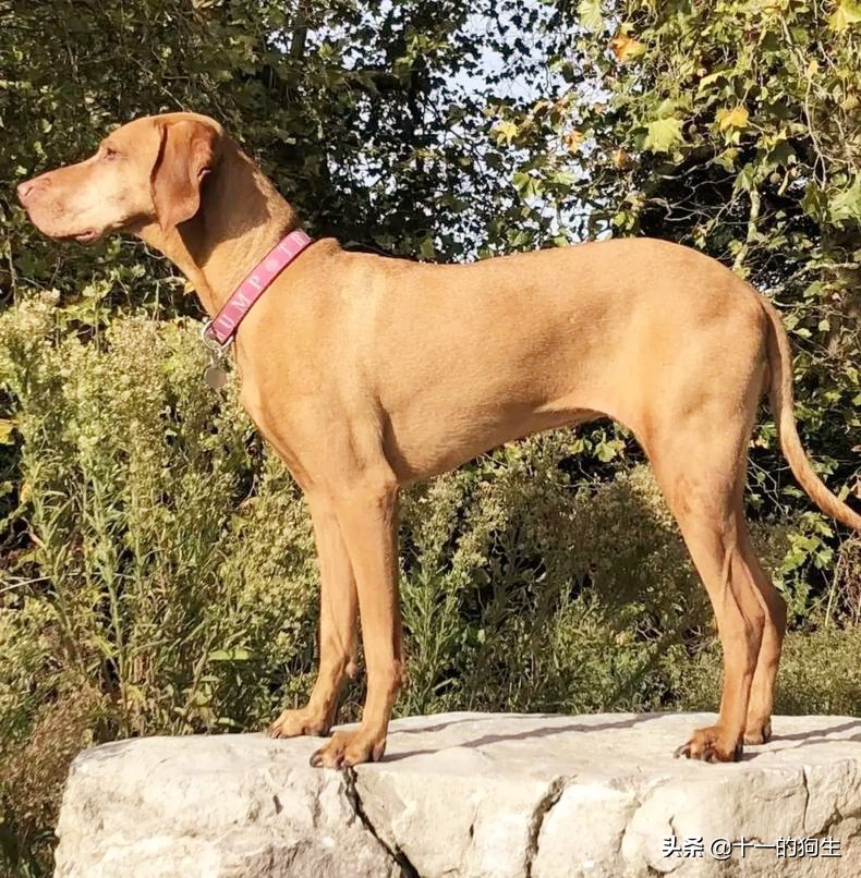 狗狗误食了巧克力有啥反应,狗狗误食巧克力去了医院打了针