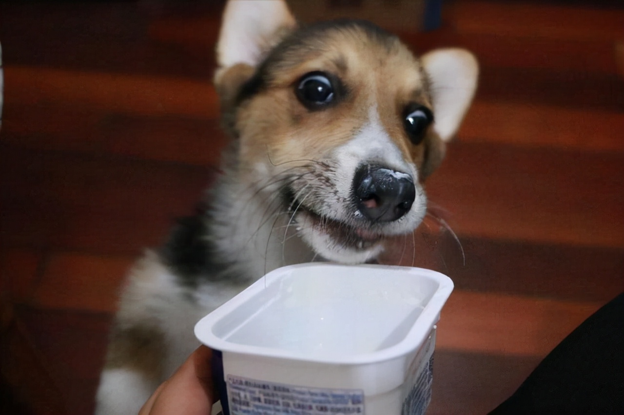 这几种食物，是狗狗的“补品”，价格也便宜