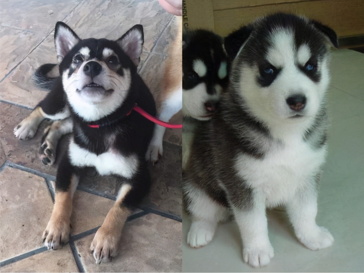 黑柴是大狗还是小狗,黑柴犬是二哈么