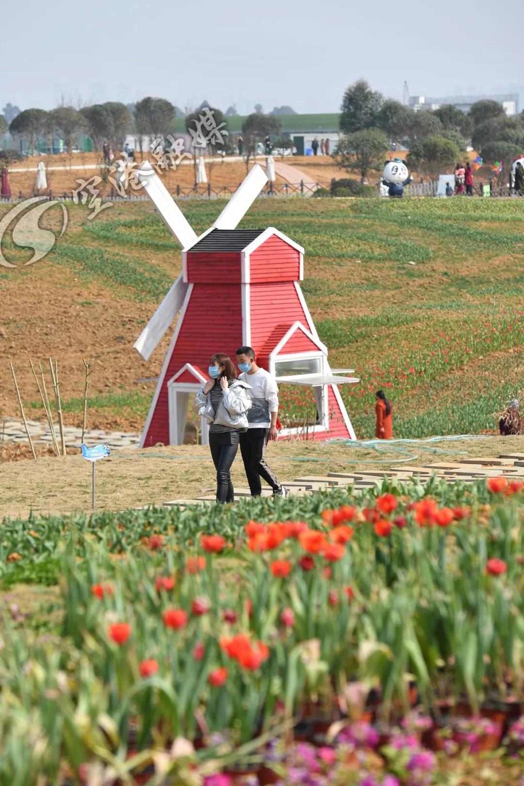 空港花田今天收门票吗,空港花田19.9门票