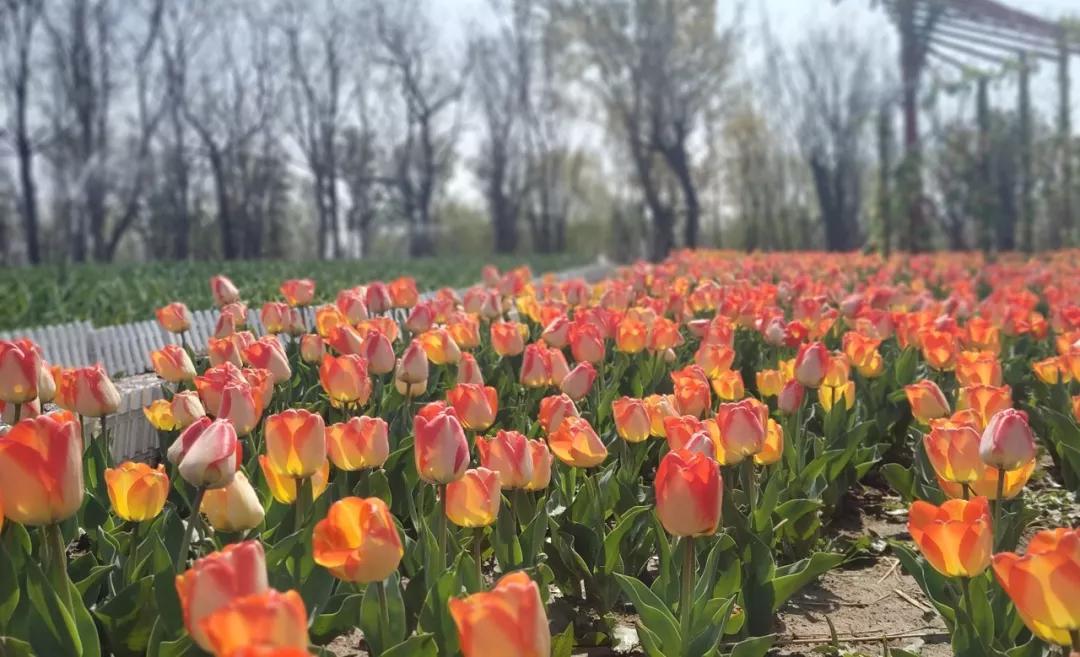 春水初生林初盛春,春水初生林初盛