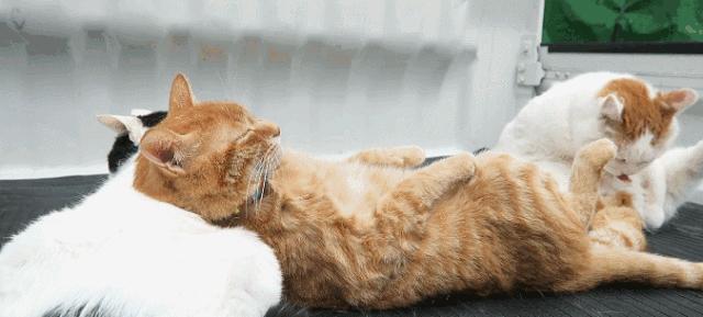 猫咪黑下巴毛囊炎的终极解决办法,猫咪有毛囊炎胡须还能长出来吗