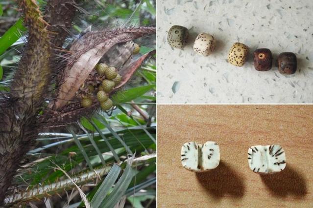 菩提子为什么是有香味儿的,你知道菩提子是什么吗