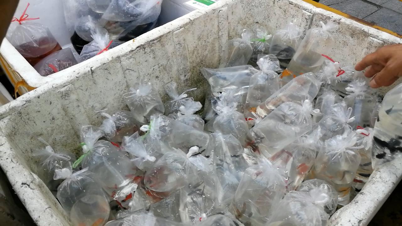 淡水水族馆观赏鱼市场,废弃花鸟市场捡漏观赏鱼