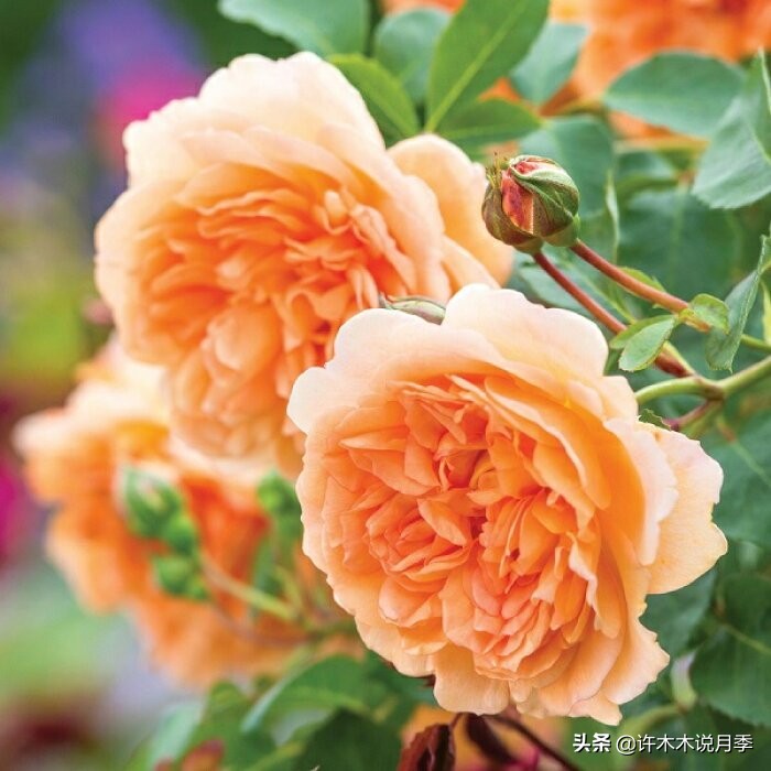 月季病害高清图,12种月季常见病害图解