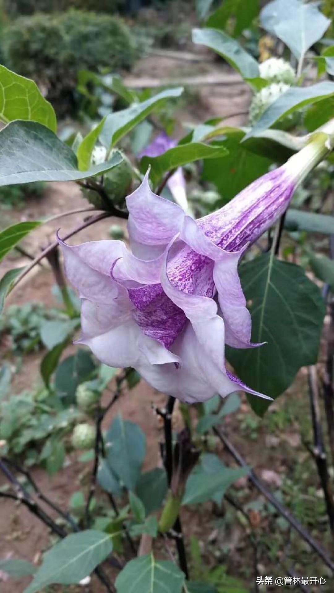 山茶花也叫什么花,山茶花又叫曼陀罗