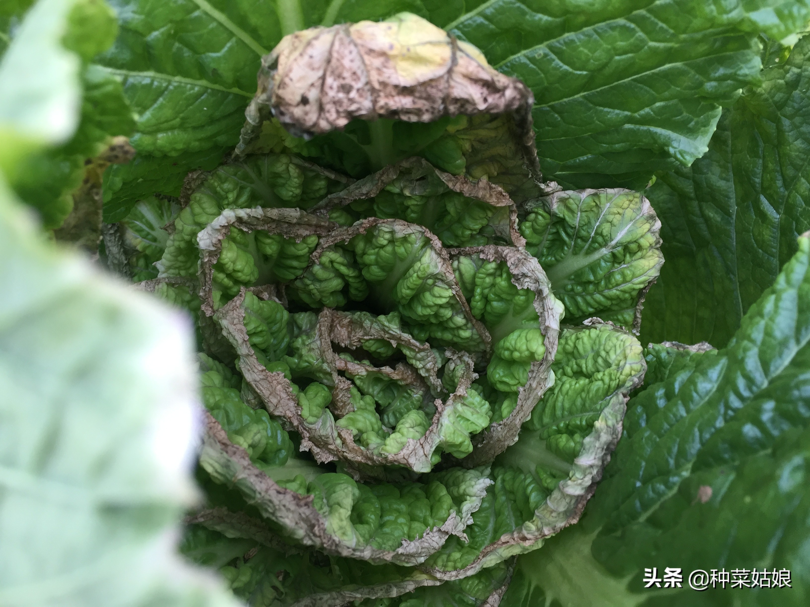 白菜干烧心的最好防治方法,白菜烧心是怎么回事还能吃吗