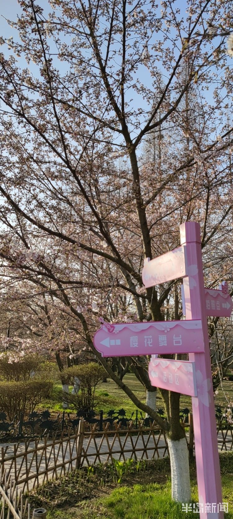 青岛看樱花地方有哪些景区,青岛春天必打卡的樱花胜地