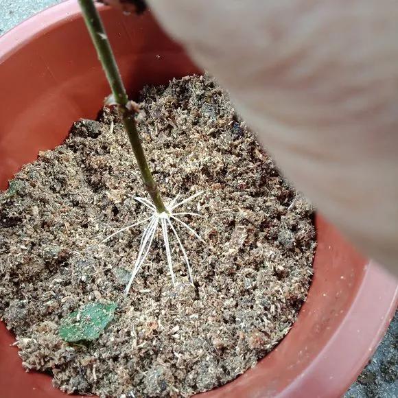 塑料瓶绑在月季上能生根吗视频,水扦插适应哪些花卉