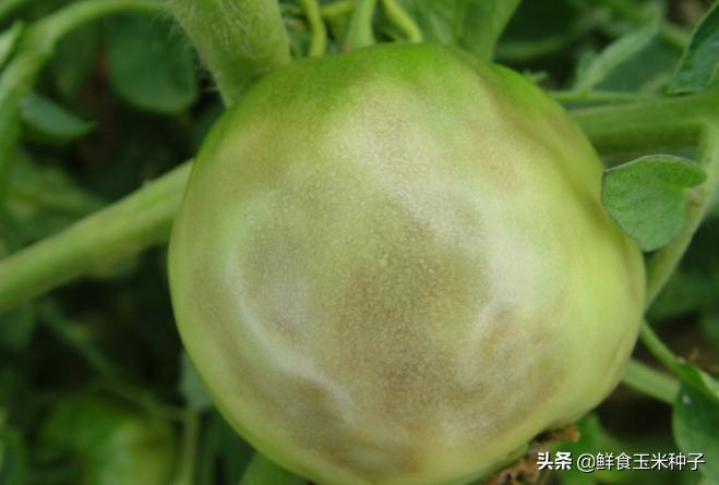 夏季蔬菜栽培高温的预防措施,各种茄果类蔬菜适宜的生长温度