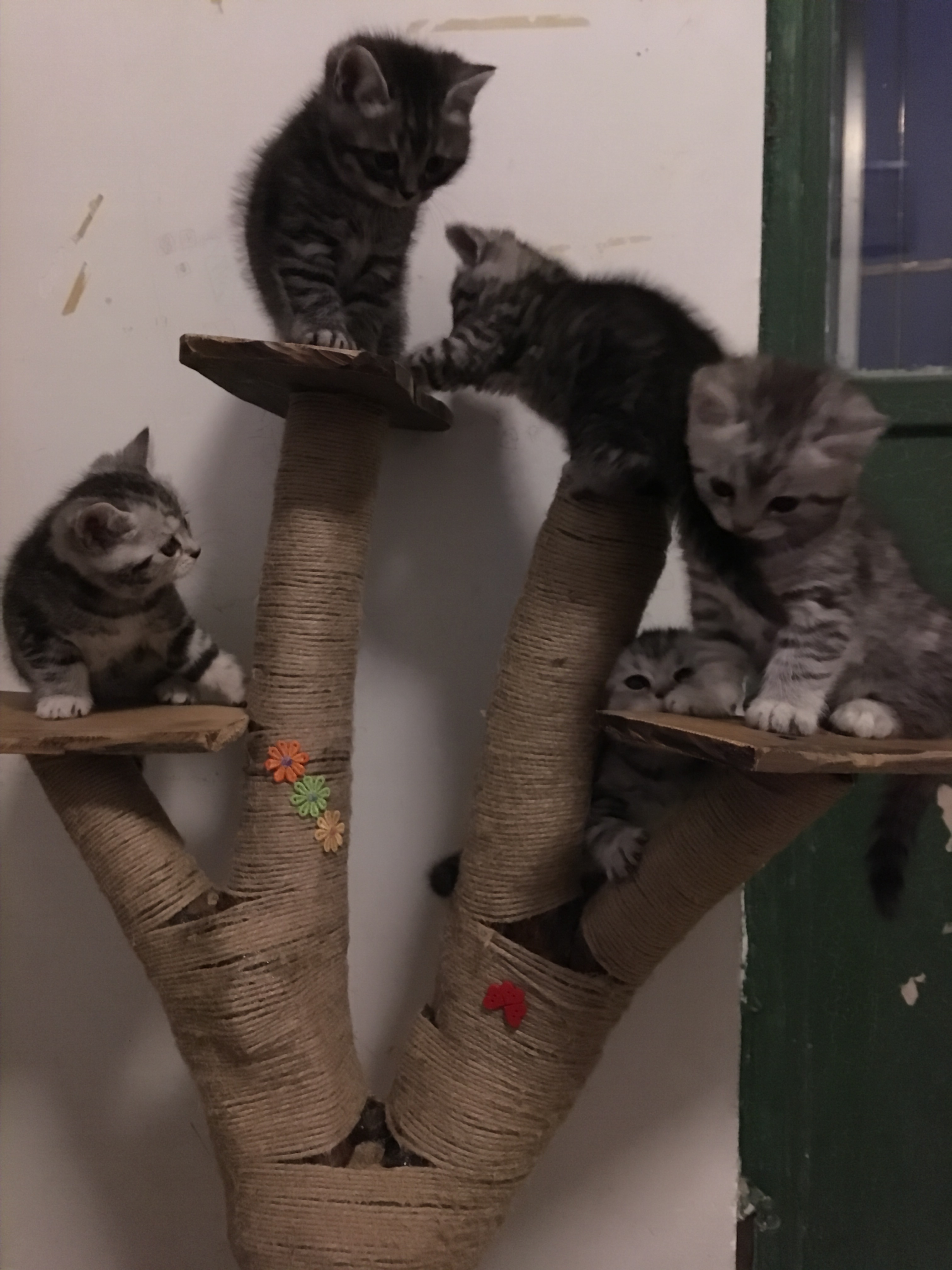 养猫的家庭怎么注意饮食,养猫技巧猫咪生活小常识猫咪饮食