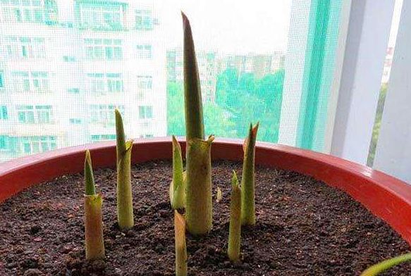 马蹄莲怎么养殖才开花,马蹄莲怎么种才可以开花