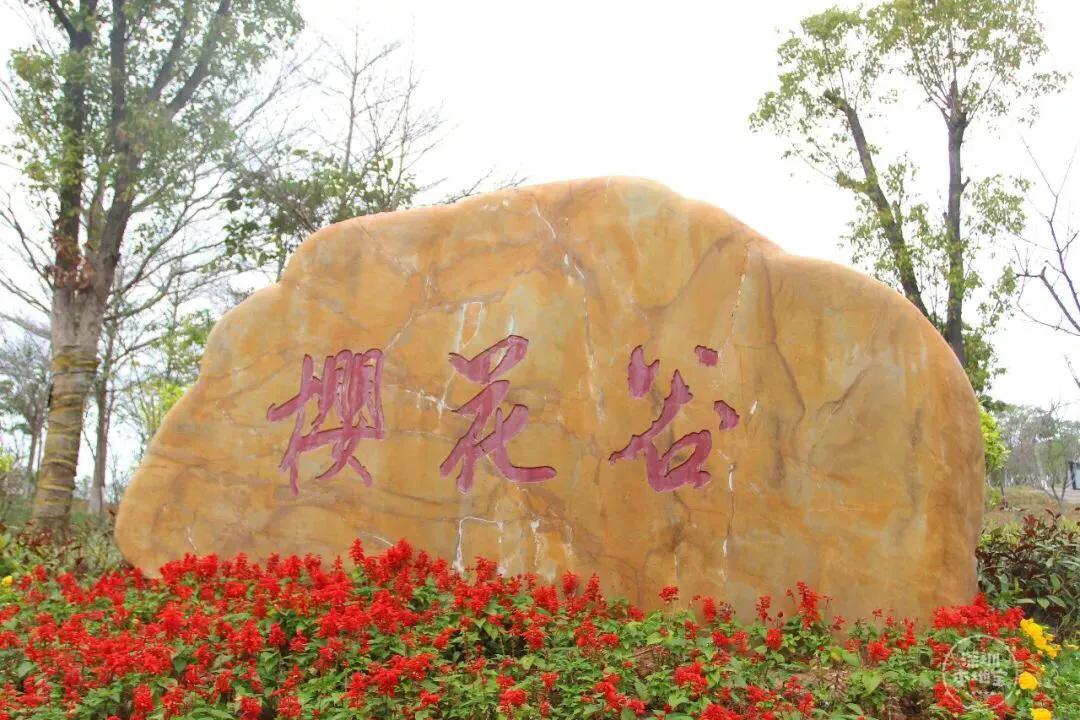 深圳花海景区推荐图片大全,深圳哪里有大片花海