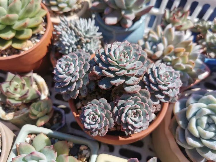 我和多肉,我与多肉