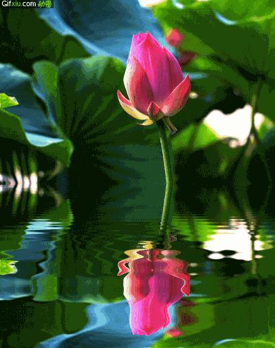 柯汝读邮：荷花T54映日荷花别样红