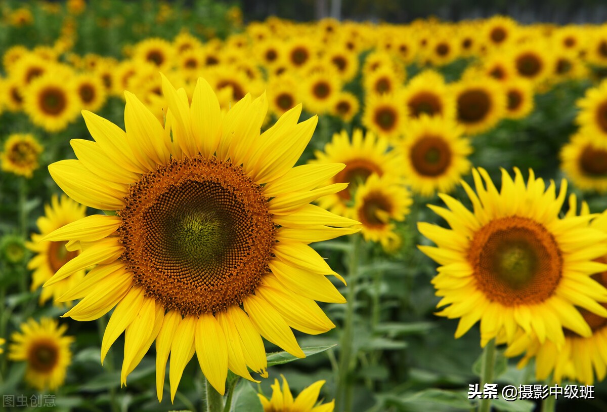 拍向日葵的教程,向日葵拍花技巧