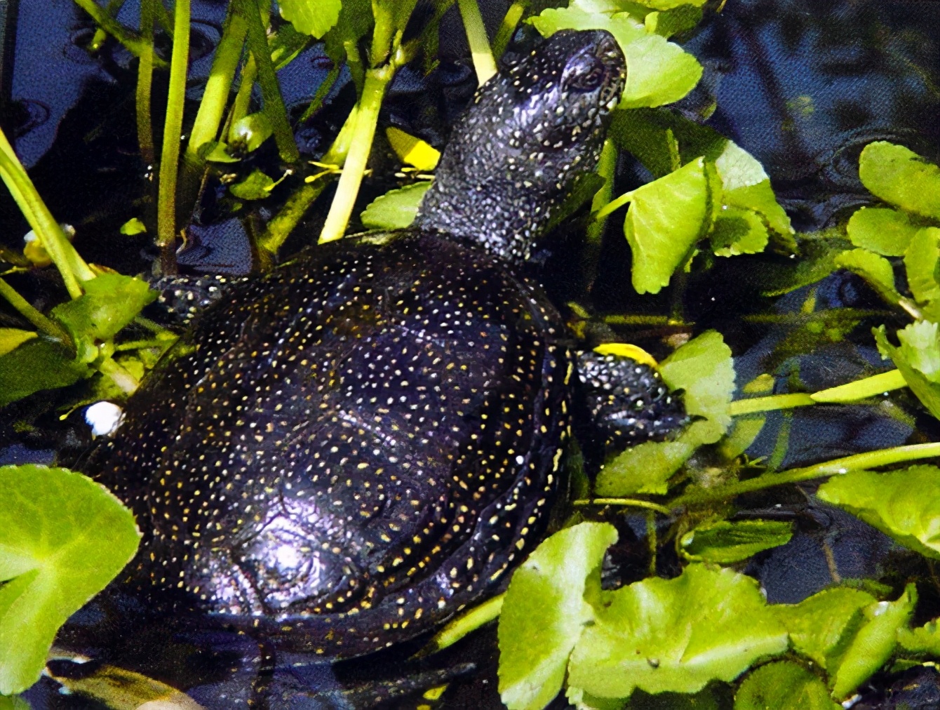 龟类大百科,大眼睛龟类