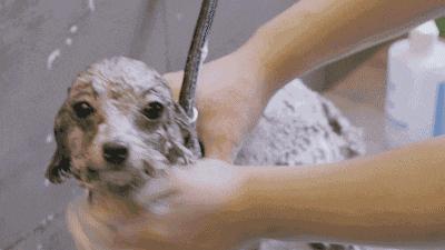 狗狗第一次洗澡的注意事项,狗狗洗澡注意事项和禁忌