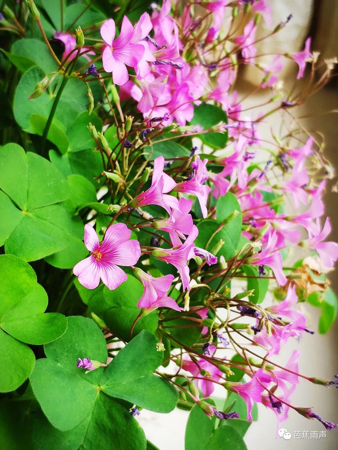 清凉初夏，做针线消散半日