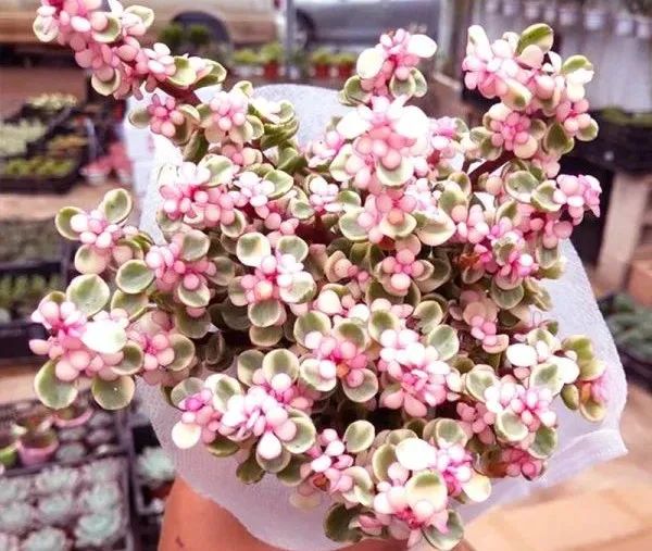 金枝玉叶雅乐之舞冬天怎么养,雅乐之舞多肉怎么才会开花