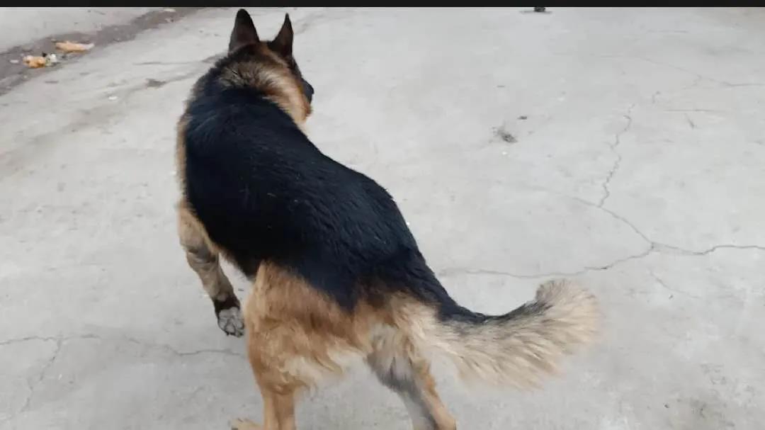 狗狗没有地方养了，怎么办？