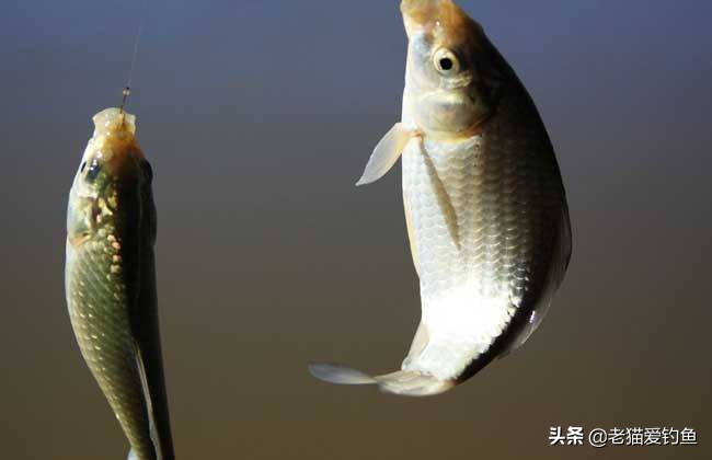 最灵敏的自动钓鱼方法,自动钓鱼的正确方法