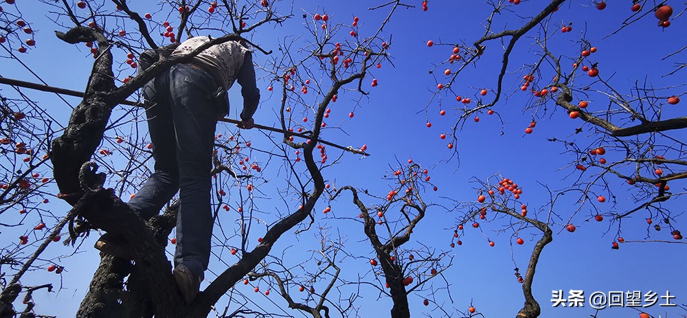 高树上的柿子怎么采摘,柿子在树上摘下来怎么弄才好吃