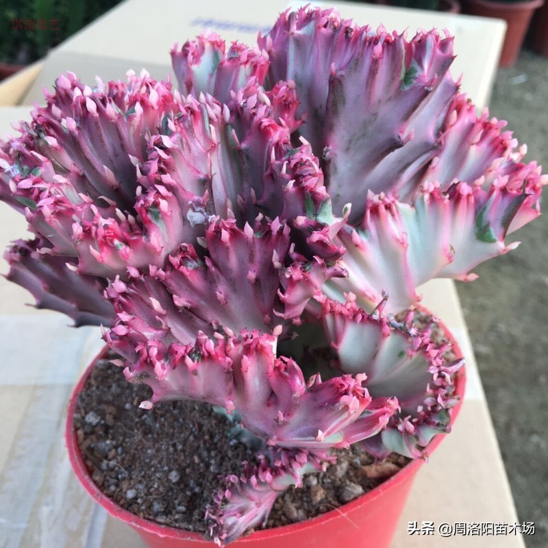 玉麒麟家庭养殖好不好,家中养玉麒麟什么意思