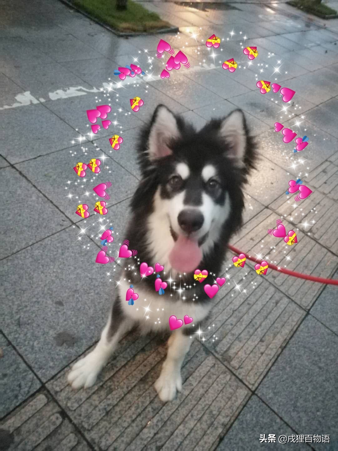 狗狗拉肚子用蒙脱石散还是土霉素,狗狗拉肚子吃蒙脱石散一天吃多少